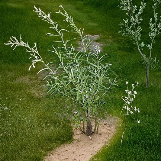 Hybrid Willow – Salix Hybrid Live Tree Cuttings | Set of 25 | 10 Inch Hardwood Cuttings | Fast Growing Privacy Tree