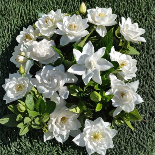 Summer Snow Gardenia® – Gardenia jasminoides Live Starter Plant | Rooted Starter | Fragrant White Blooms | Evergreen Shrub | Easy to Grow