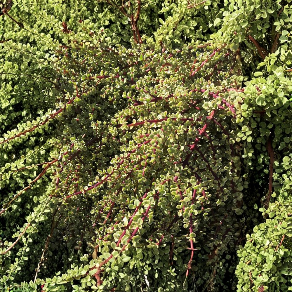 Rainbow Elephant Bush – Portulacaria afra Variegata Live Cuttings | 20 Fresh Succulent Cuttings | Easy to Propagate | Drought Tolerant