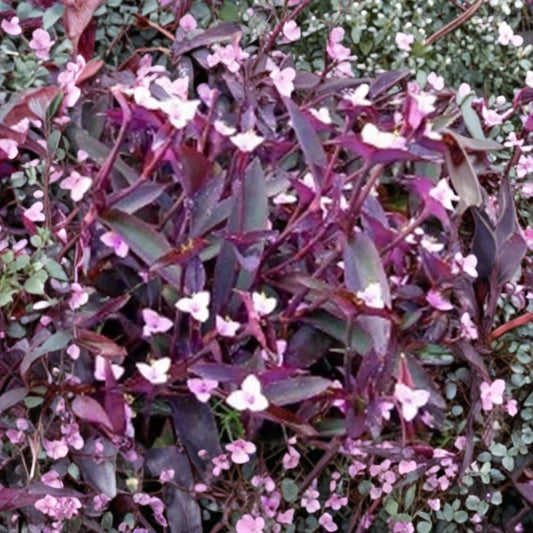 Tradescantia Purple Heart – Rooted Starter Plant | 3 Inch Nursery Pot | Wandering Jew Houseplant | Indoor & Outdoor | Easy to Grow