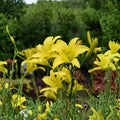 Hyperion Daylily – 3 Live Bare Root Plants | Fragrant Yellow Hemerocallis | Hardy Perennial Flower | Award Winning Garden Daylily