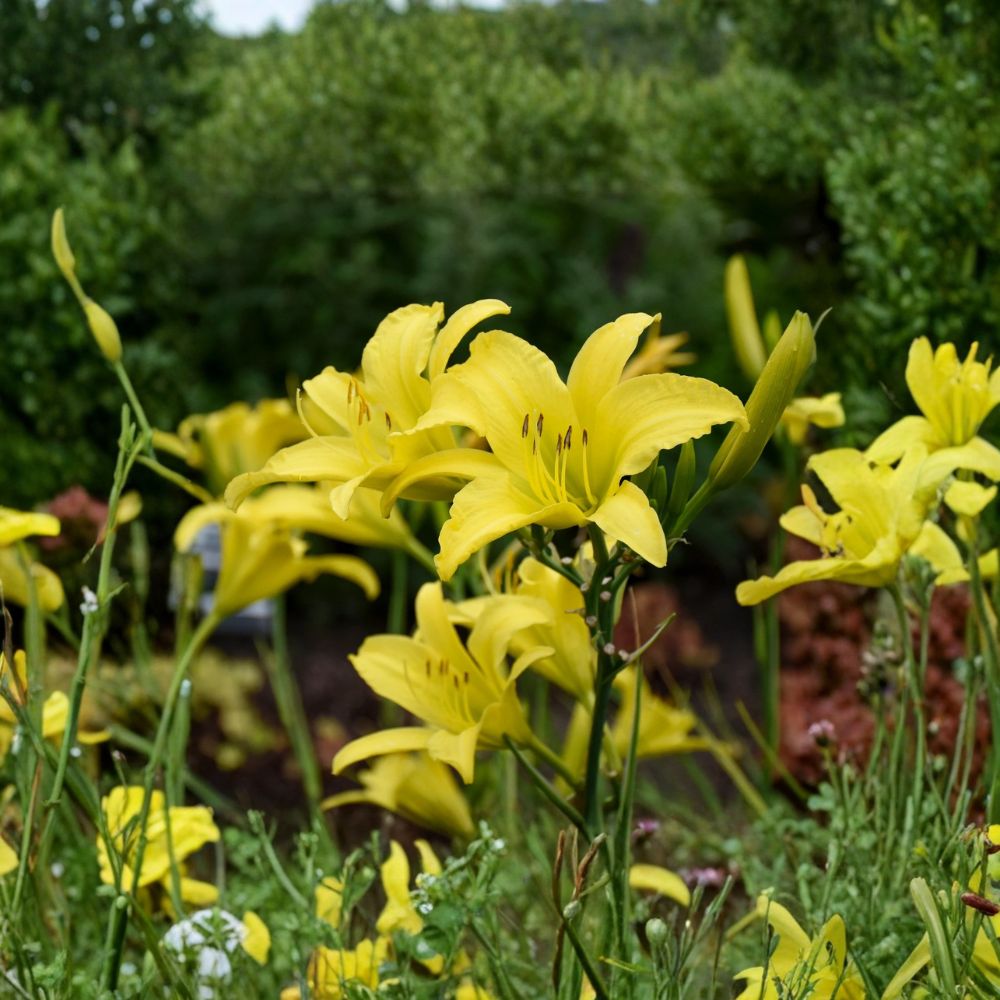Hyperion Daylily – 3 Live Bare Root Plants | Fragrant Yellow Hemerocallis | Hardy Perennial Flower | Award Winning Garden Daylily