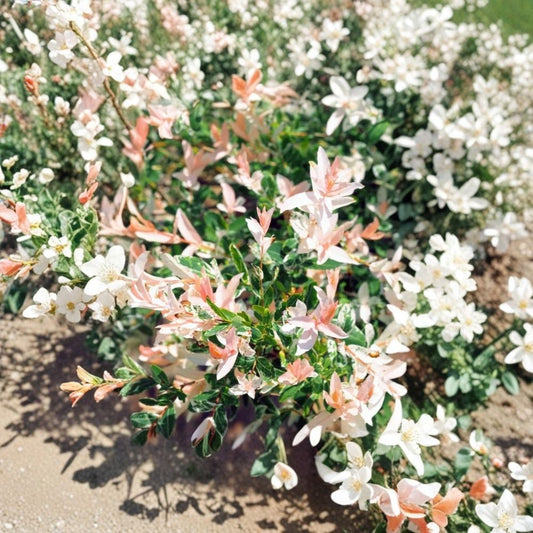 Dappled Willow Live Plant – Salix integra ‘Hakuro Nishiki’ | 2.5 Inch Pot | Variegated Ornamental Shrub | Fast Growing | Zones 4–9