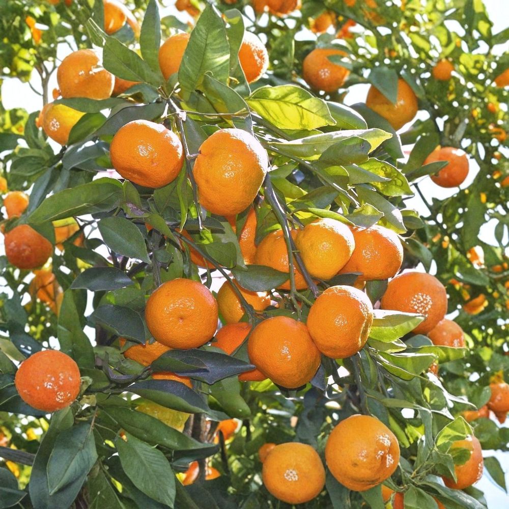 Satsuma Mandarin Orange Tree – Citrus reticulata Live Seedling | 3–6 Inches Tall | Bare Root | Sweet Citrus Fruit Tree | Patio & Backyard Friendly | Easy to Grow
