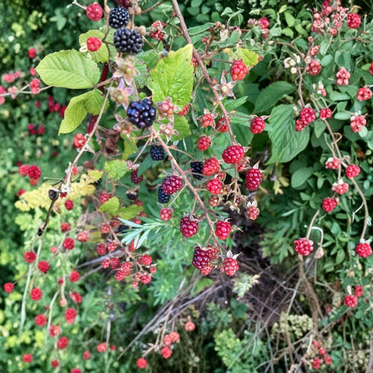 Allegheny Blackberry – Rubus allegheniensis Live Rooted Starter Plant | Bare Root | Hardy Fruiting Berry Bush