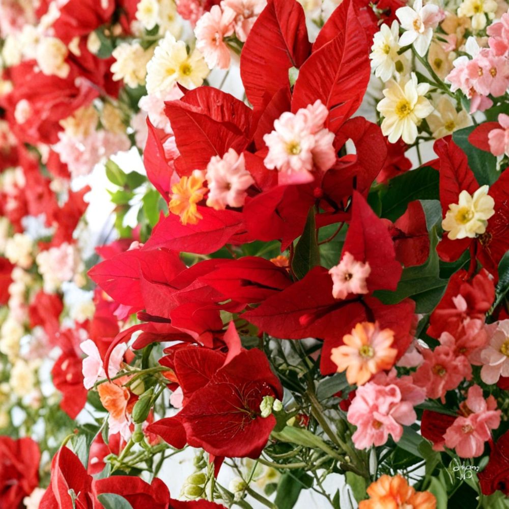 Ruby Bougainvillea Live Plant – Well Rooted Starter Plant | 3 Inch Pot | Tropical Flowering Vine | Vibrant Red Bracts | Easy to Grow