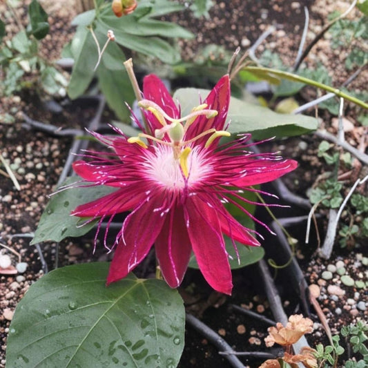 Passiflora Lady Margaret Live Plant – 5–9 Inch Starter | Red Passion Flower Vine | Passionflower Plant | Tropical Climbing Vine | Pollinator Garden | Ships Without Pot