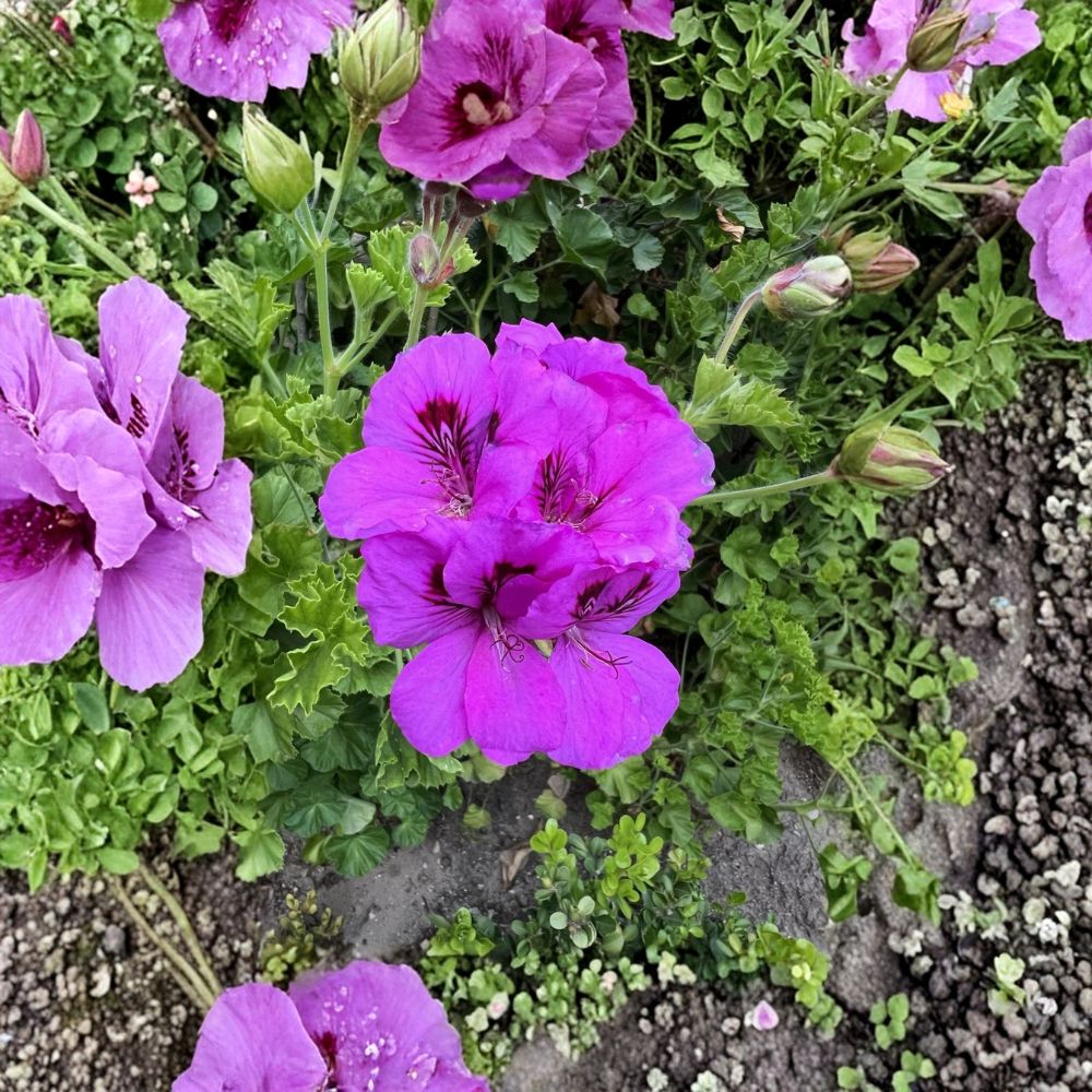 Purple Regal Geranium – Pelargonium Fresh Cuttings | Set of 6 | 6 Inches Long | Fancy Royal Geranium | Easy to Grow