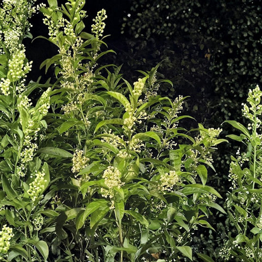 Night Blooming Jasmine – Cestrum nocturnum Live Plants | 2 Fully Rooted Plants | 4–13 Inches Tall | Fragrant Flowering Shrub