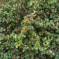 Old Heavy Berry American Holly – Live Evergreen Shrub | Quart Pot Plant | Female Ilex opaca With Red Berries | Cold Hardy Landscape Holly