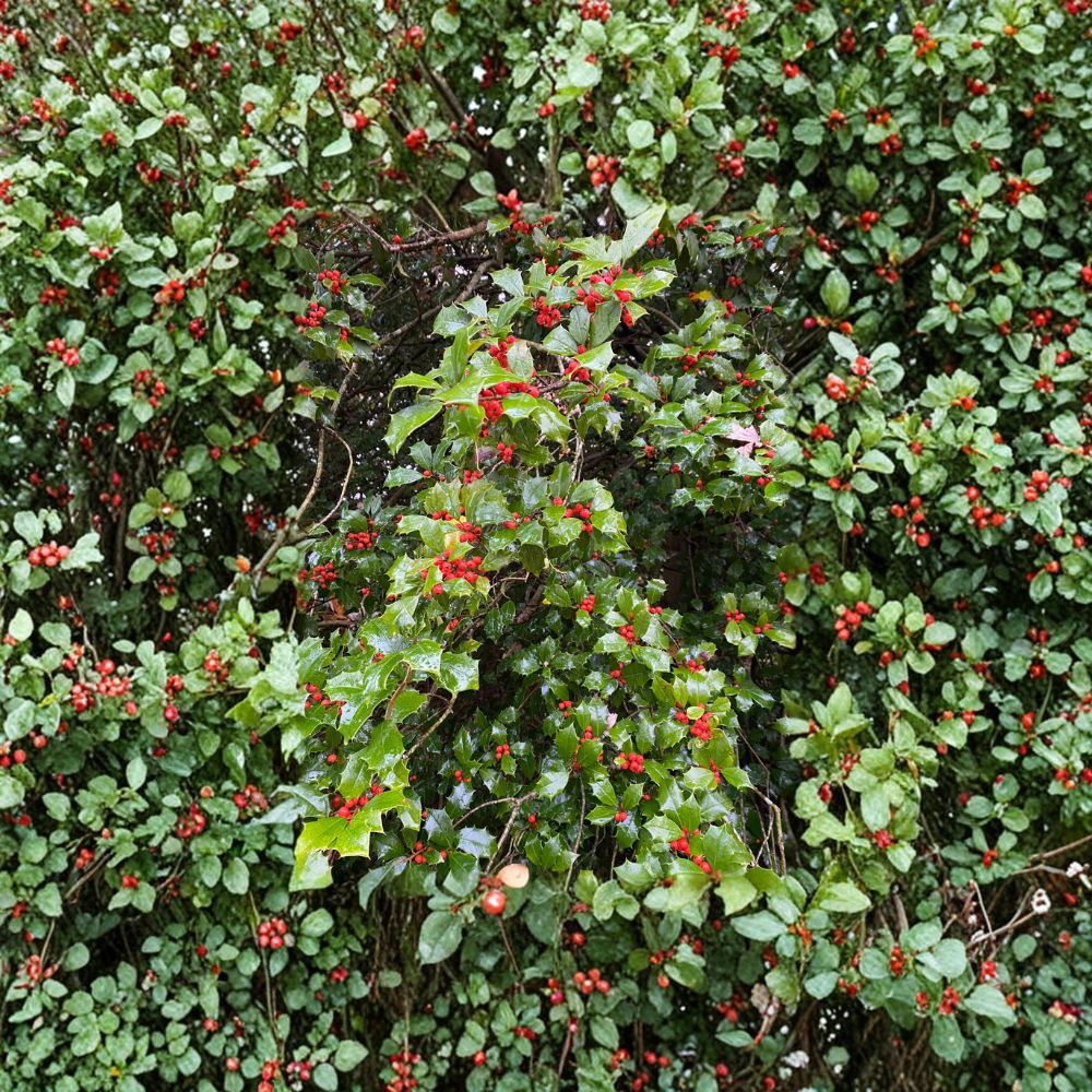 Old Heavy Berry American Holly – Live Evergreen Shrub | Quart Pot Plant | Female Ilex opaca With Red Berries | Cold Hardy Landscape Holly