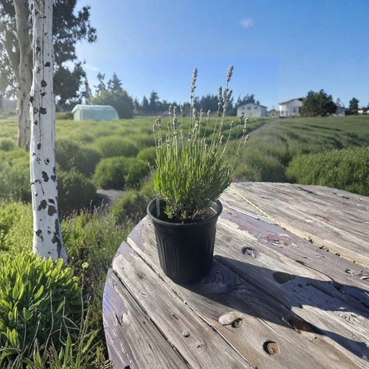 Live English Lavender Plant | Lavandula angustifolia 'Melissa' | 1 Gallon Pot | Soft Pink Blooms | Farm-Grown Lavender