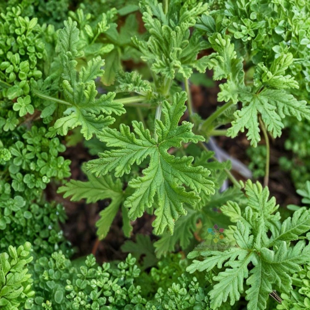 Citrosa Geranium Seeds – Mosquito Plant Pelargonium | 25+ Seeds Included | Lemon Scented Foliage | Patio & Garden Friendly | Easy to Grow