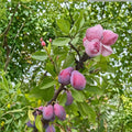 French Improved Prune Tree – Prunus domestica Live Fruit Tree | 3 Feet Tall | Includes Nursery Pot Sweet European Plum | Self Fertile Prune Variety