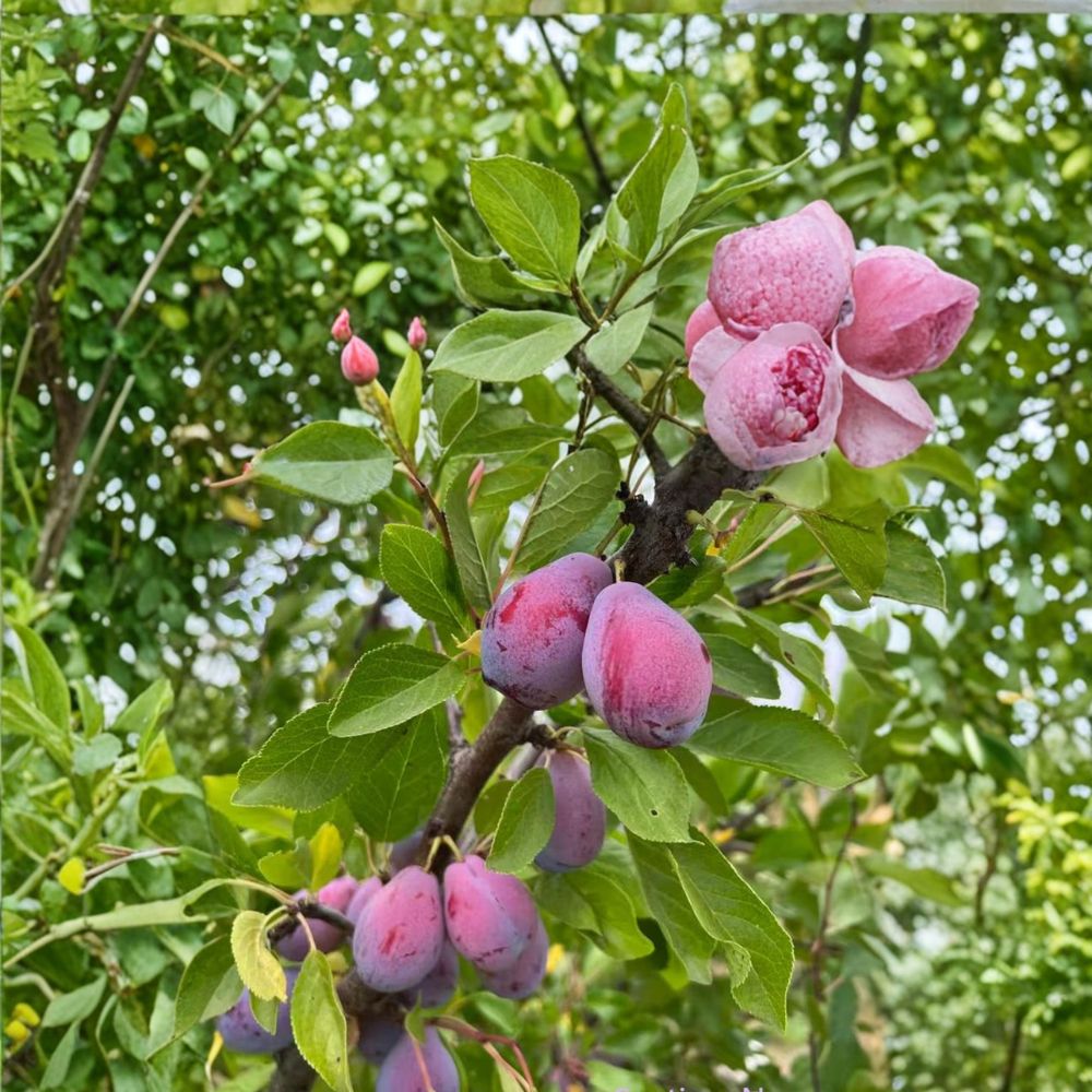 French Improved Prune Tree – Prunus domestica Live Fruit Tree | 3 Feet Tall | Includes Nursery Pot Sweet European Plum | Self Fertile Prune Variety