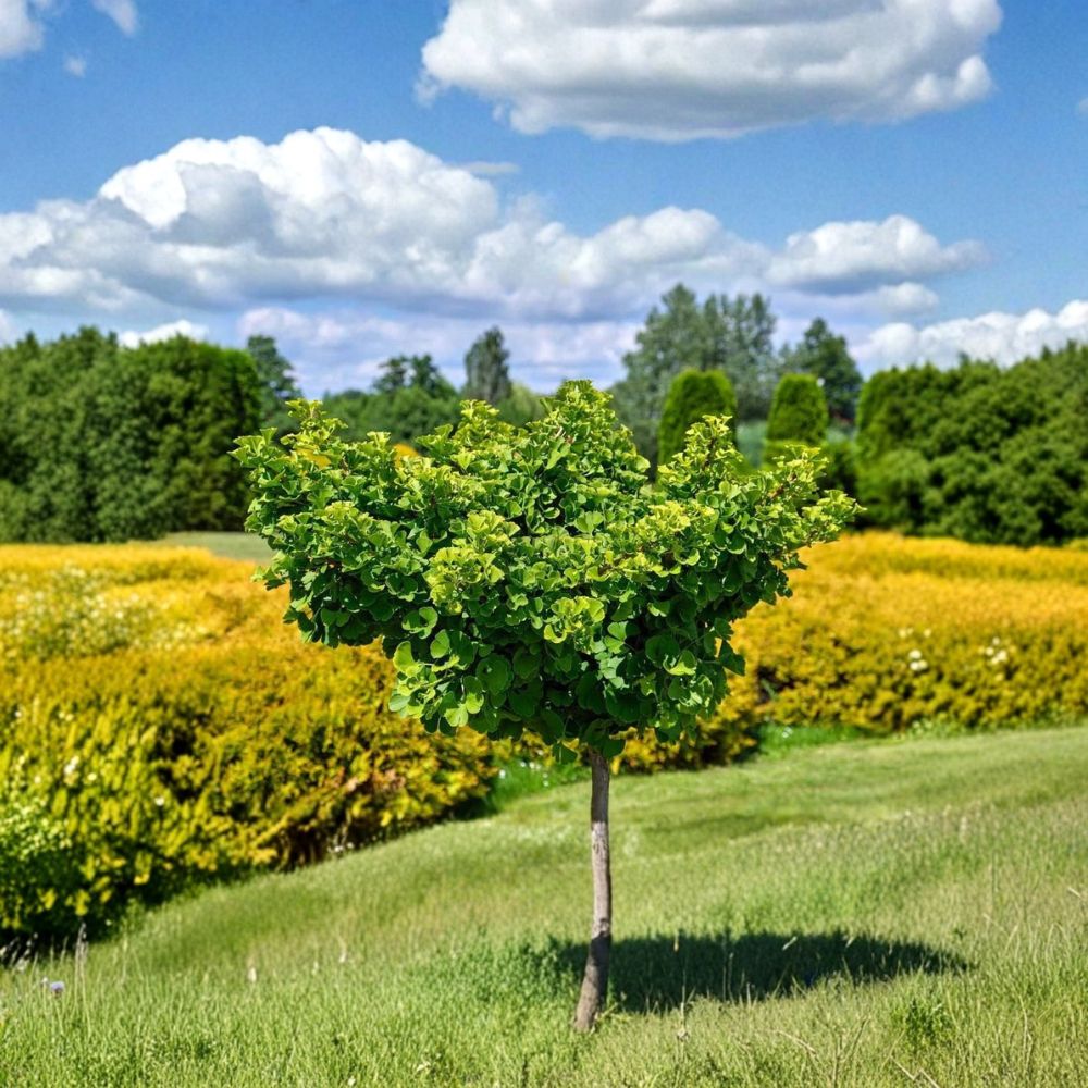 Ginkgo Tree – Ginkgo biloba Live Bare Root Starter Tree | 12–24 Inches Tall | Hardy Ornamental Shade Tree | Brilliant Fall Color | Easy to Grow