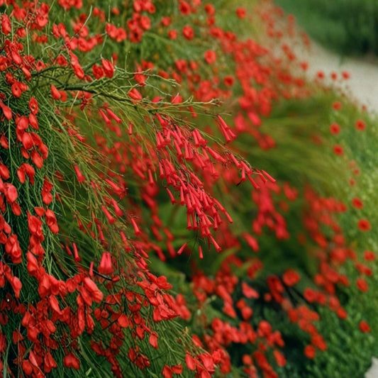 Firecracker Plant Live – Russelia equisetiformis 'Red' | 2–4 Inch Rooted Starter | Red Hummingbird Flowers | Cascading Tropical Plant | No Pot