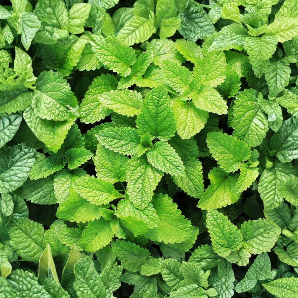 Live Spearmint Plants – 3 Rooted Bare Root Herb Plants | Mentha spicata | Culinary & Medicinal Herb | Ready to Plant