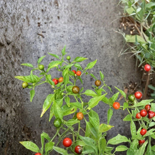 Chiltepin Pepper – Capsicum annuum Live Starter Plant | Organic Non-GMO Hot Pepper | 3.5 Inch Pot | Rare Wild Chile Pepper | Perennial Pepper Plant | Mexican Chile
