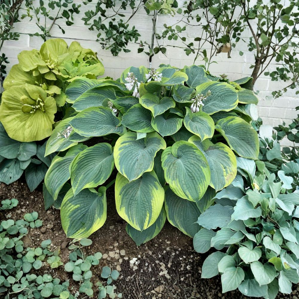 Terms of Endearment Hosta – Live Bare Root Giant Hosta | 3 Inch Starter Plant | Blue Green Variegated Shade Perennial | Large Foliage Hosta