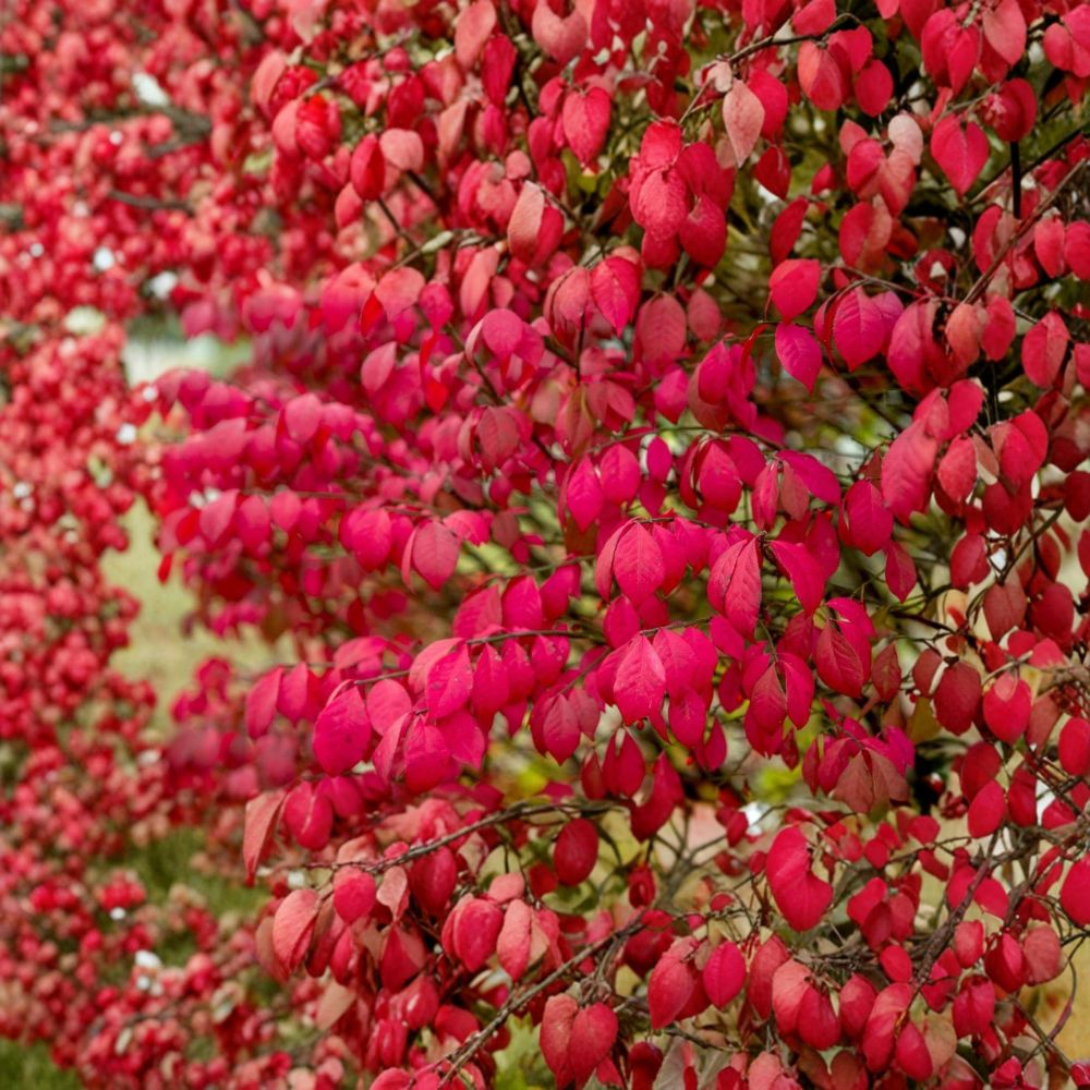 Burning Bush Shrub – Euonymus alatus Live Bare Root Plant | 1-Year-Old Starter | 12–24 Inches Tall | Hardy Landscape Shrub | Easy to Grow