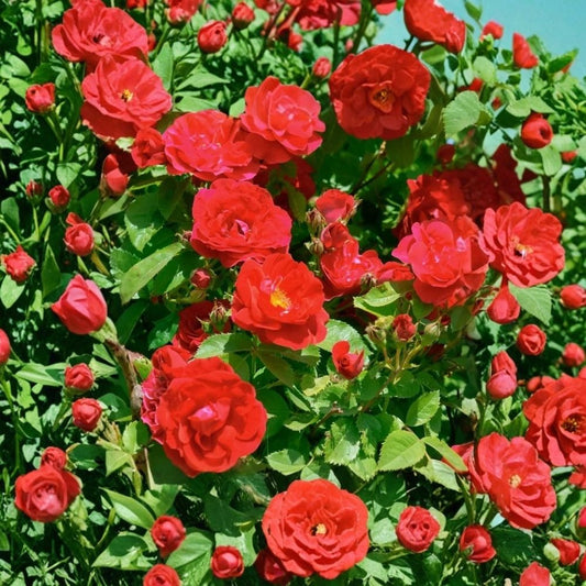 Red Climbing Rose Live Plant | 3 Inch Pot | Vibrant Red Flowering Rose Vine | Young Starter Plant | Garden Trellis & Arch