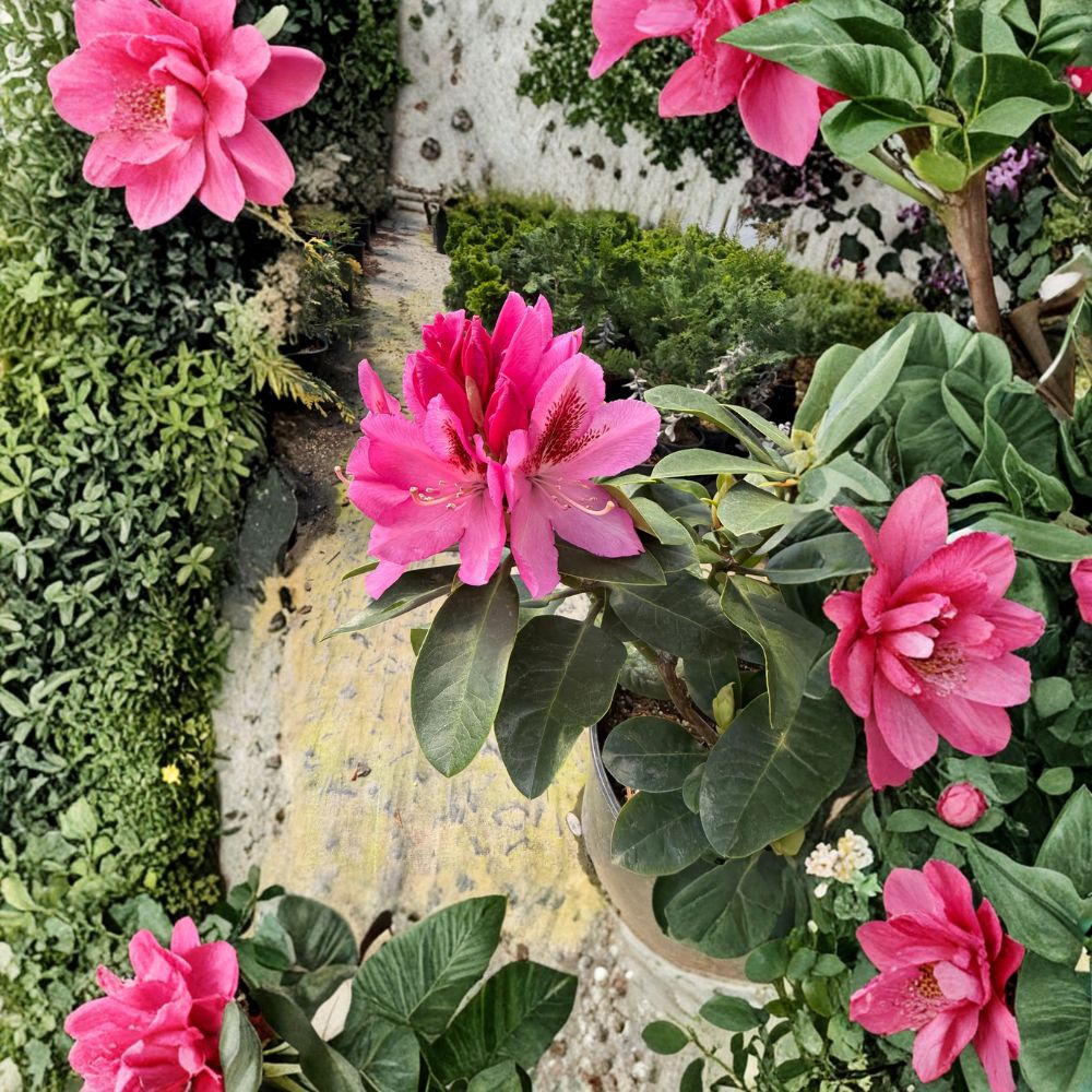 Rhododendron ‘Todmorden’ – Evergreen Rhododendron | Large Pink Spring Blooms | #3 Container Plant | Cold Hardy Shrub
