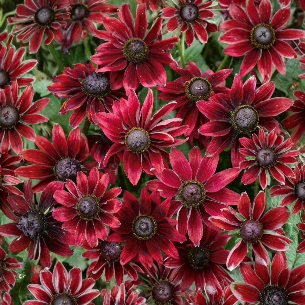 Rudbeckia Cherry Brandy – Rudbeckia hirta Live Plants | 2 Rooted Plants in Quart Pots | Red Coneflower | Butterfly Friendly | Easy to Grow