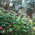 Ohio Treasure Black Raspberry – Live Rooted Raspberry Plant | Everbearing Sweet Black Raspberry | Zones 3–8