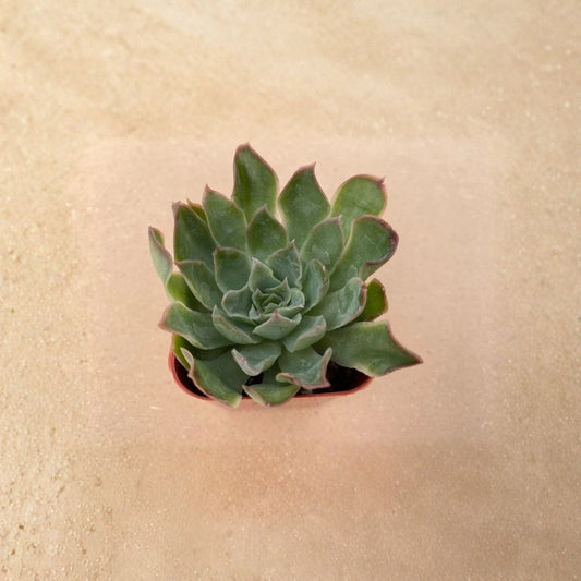 Echeveria Purple Butterfly Live Succulent – 2 Inch Fully Rooted Plant | Purple Rosette | Potted Echeveria | Low Maintenance Indoor Plant | Succulent Gift