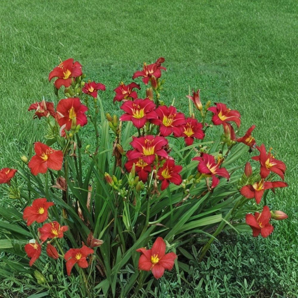 Pardon Me Daylily – Hemerocallis Live Bare Root Fan | Reblooming Red Perennial | Cold Hardy | Easy to Grow