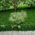Elegantissima Red Twig Dogwood – Live Variegated Shrub | 4 Inch Pot Plant | Cornus alba With Red Winter Stems | Hardy Landscape Dogwood