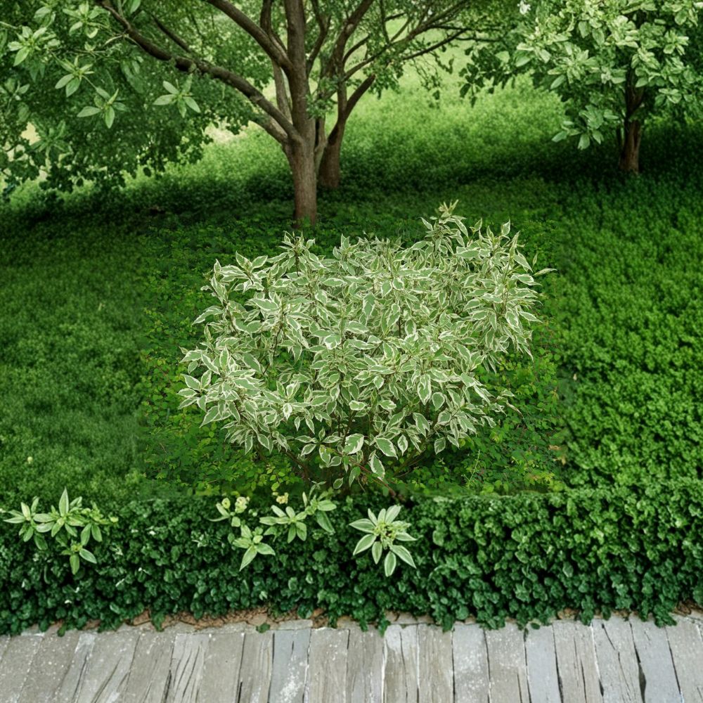 Elegantissima Red Twig Dogwood – Live Variegated Shrub | 4 Inch Pot Plant | Cornus alba With Red Winter Stems | Hardy Landscape Dogwood