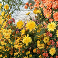 Yellow Ball Mum Plants – 2 Pack Perennial Chrysanthemum | Large Flower Garden Mums