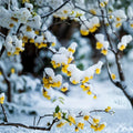Wintersweet Tree – Chimonanthus praecox Live Plant | Includes Nursery Pot Fragrant Winter Blooming Shrub | Japanese Allspice Ice Flower | 腊梅 蜡梅苗
