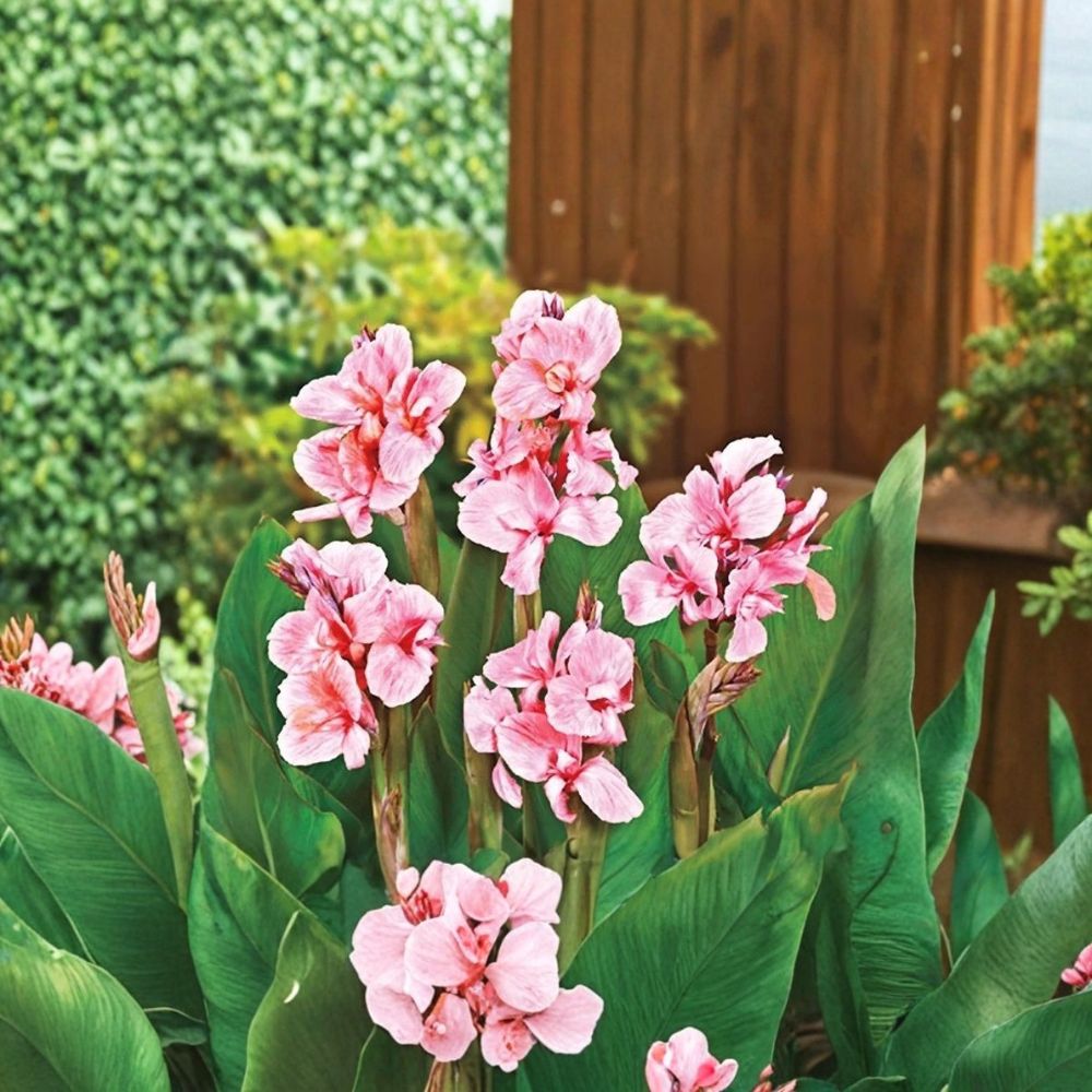 Set of 3 Bright Pink Flamingo Canna Lily Rhizomes | Live Canna Roots | Tropical Flowering Perennial | Vibrant Pink Blooms | Easy to Grow