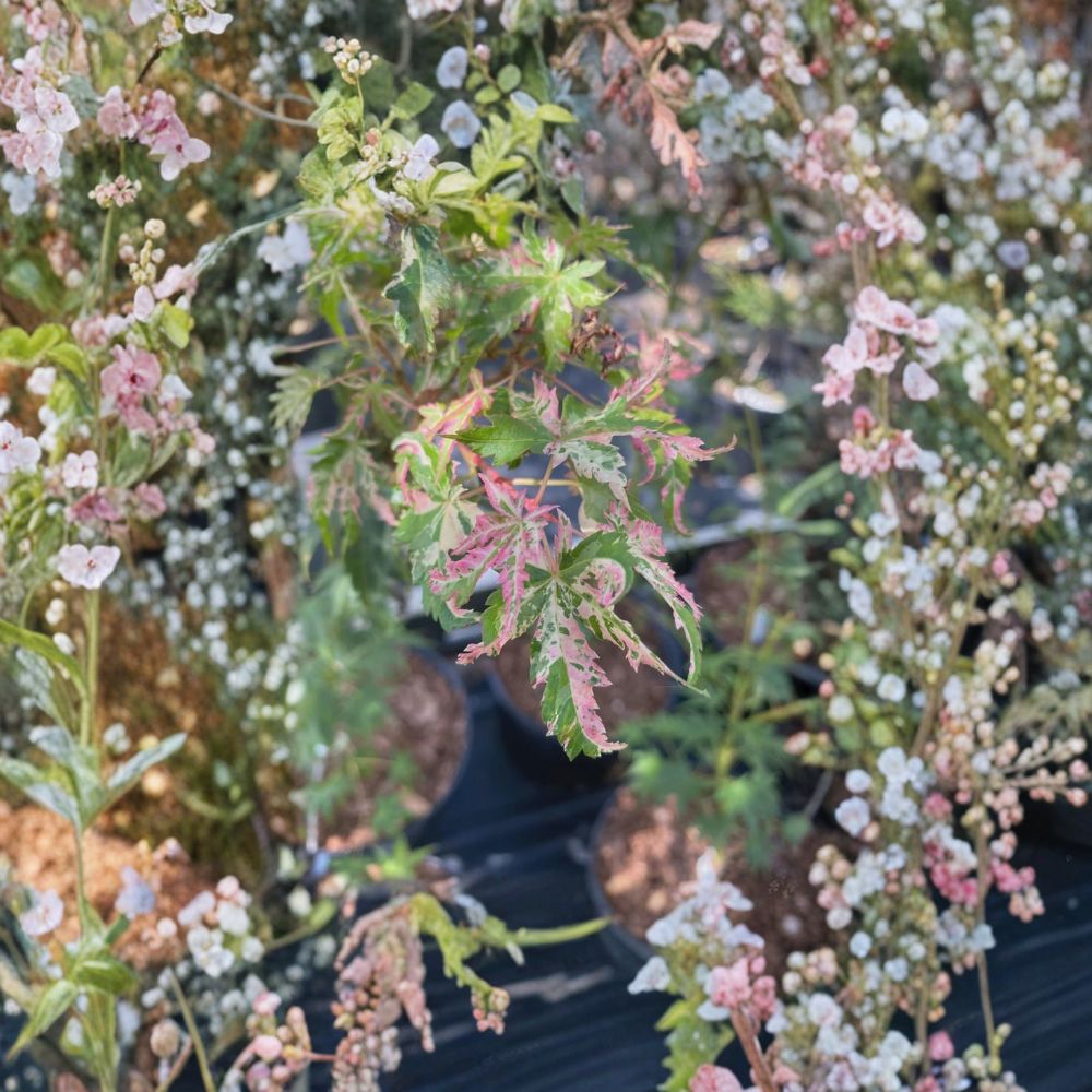 Acer palmatum ‘Uzen Nishiki’ – Rare Variegated Japanese Maple Live Tree | 30–40 Inches Tall | Pink White Purple Foliage | Collector Maple | #3 Container