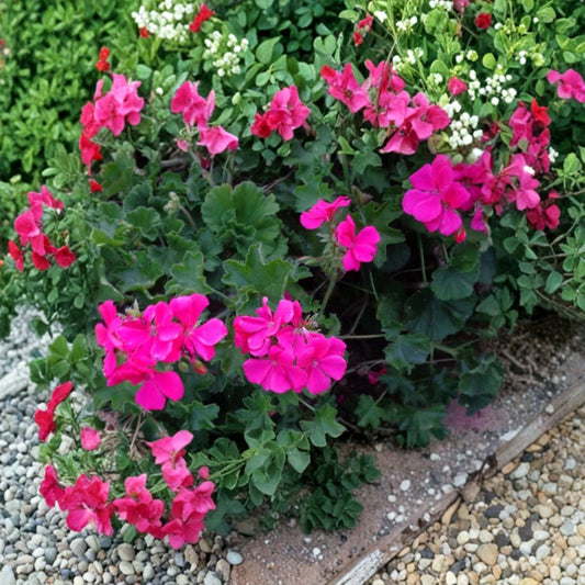 Bright Pink Ivy Geranium Cuttings – 4 Live Cuttings | 6 Inches Long | Pelargonium peltatum | Fresh Starter Plants | Easy to Root