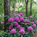 Rhododendron ‘English Roseum’ Live Evergreen Shrub | Large Pink Purple Blooms | Extremely Cold Hardy Rhododendron | Field Grown 12–15 Inches Wide