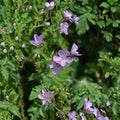 Wild Geranium Bare Roots – 10 Pack (Geranium maculatum) | Native Shade Perennial | Woodland Wildflower | Easy Care