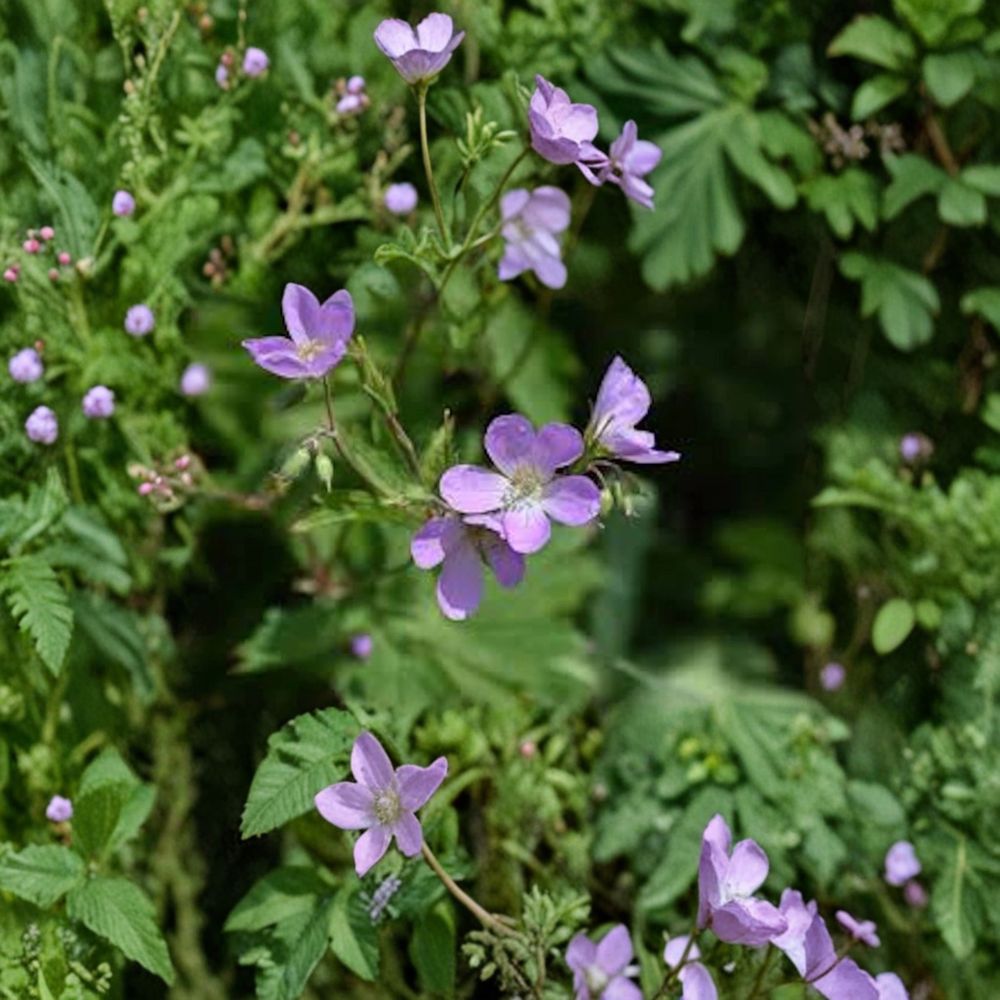 Wild Geranium Bare Roots – 10 Pack (Geranium maculatum) | Native Shade Perennial | Woodland Wildflower | Easy Care