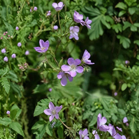 Wild Geranium Bare Roots – 10 Pack (Geranium maculatum) | Native Shade Perennial | Woodland Wildflower | Easy Care