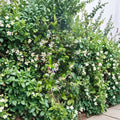 Asian Star Jasmine Live Plants – Trachelospermum asiaticum | Lot of 10 Vines | Fragrant Ground Cover or Climbing Vine | Evergreen Garden Plant