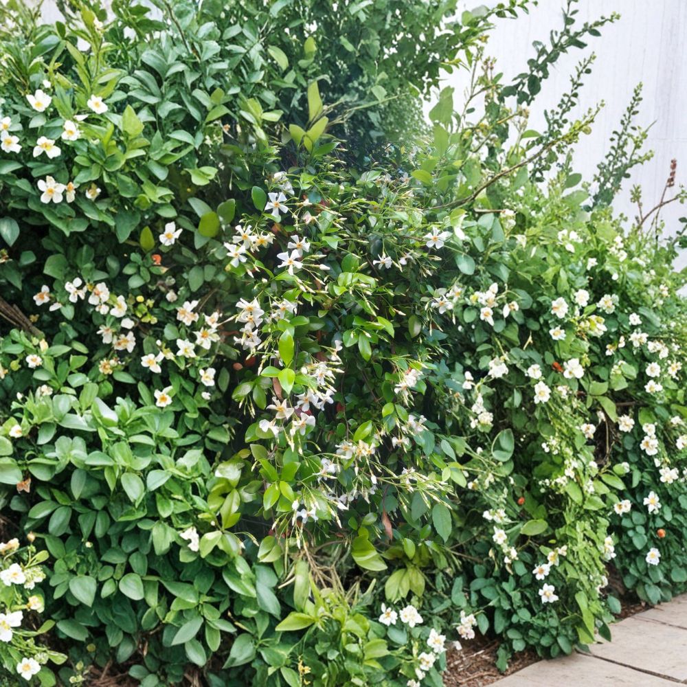 Asian Star Jasmine Live Plants – Trachelospermum asiaticum | Lot of 10 Vines | Fragrant Ground Cover or Climbing Vine | Evergreen Garden Plant