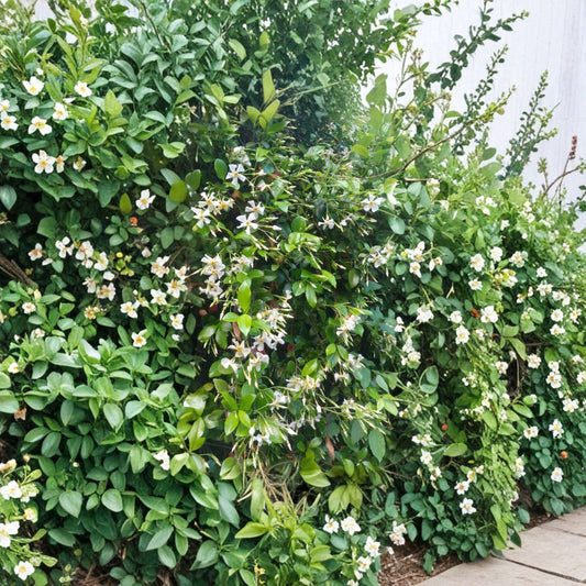 Asian Star Jasmine Live Plants – Trachelospermum asiaticum | Lot of 10 Vines | Fragrant Ground Cover or Climbing Vine | Evergreen Garden Plant