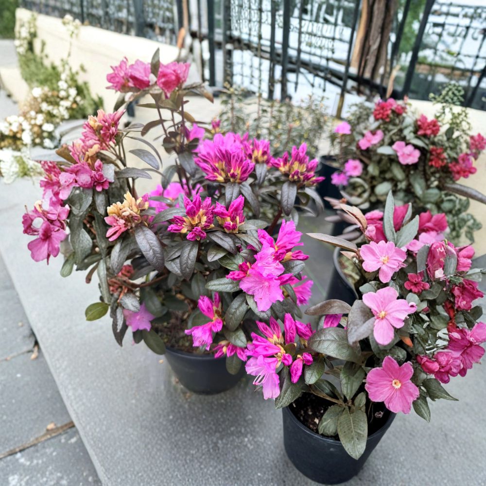 Rhododendron ‘Checkmate’ Live Evergreen Shrub | Lavender Pink PJM Rhododendron | Compact Hardy Landscape Plant | #2 Container Grown
