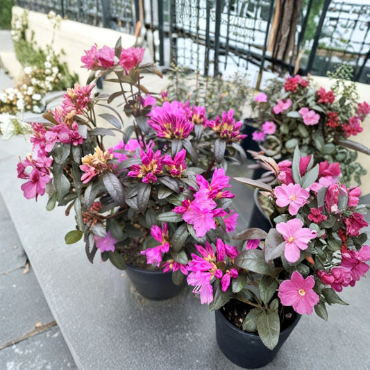 Rhododendron ‘Checkmate’ Live Evergreen Shrub | Lavender Pink PJM Rhododendron | Compact Hardy Landscape Plant | #2 Container Grown