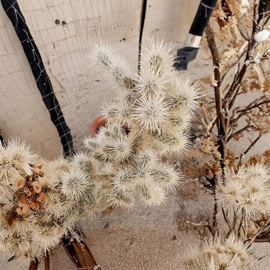 Silver Cholla – Cylindropuntia echinocarpa Fresh Cuttings | Set of 3 | 4–6 Inches Long | Cold Hardy Desert Cactus | Easy to Grow