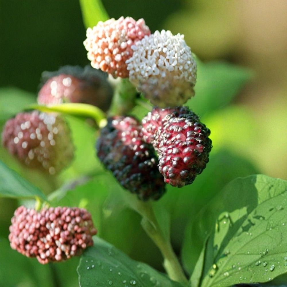 Illinois Everbearing Mulberry Tree – Morus alba × Morus rubra Live Plant | 12 Inches Tall | Includes Shipping Pot | Sweet Fruit Tree | Patio & Backyard Friendly