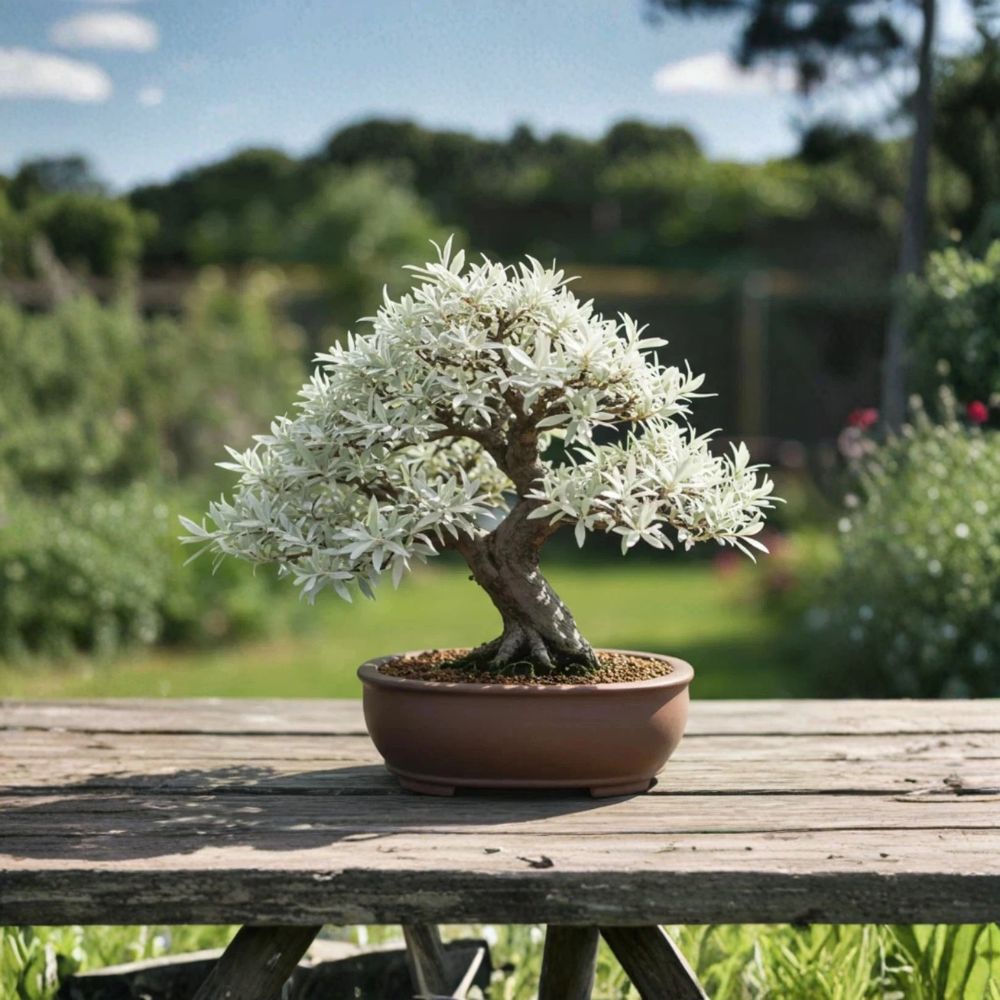 Dwarf White Willow Cuttings – Live Salix Cuttings | 3 Fresh Cuttings | Fast Rooting | Bonsai Starter | Easy to Propagate